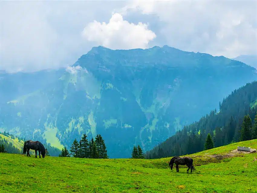 Gulmarg to Pahalgam Adventure